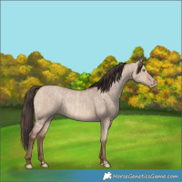 Horse Color:Amber Champagne Dun  and Sable Champagne Dun 