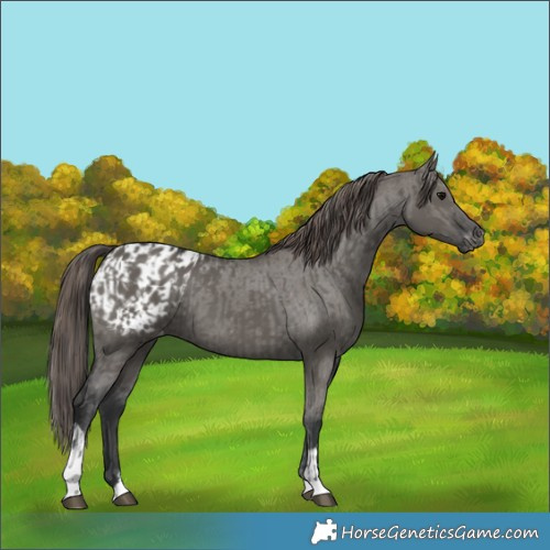 Horse Color:Grullo Tobiano  and Grullo Tobiano Appaloosa 