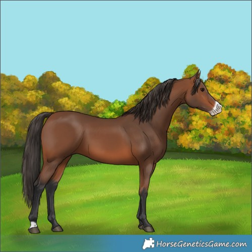 Horse Color:Bay Frame