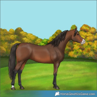 Horse Color:Bay Frame 