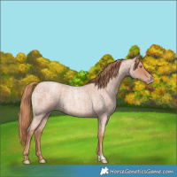 Horse Color:Gold Champagne Roan and Gold Champagne Roan