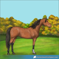 Horse Color:Bay and Bay