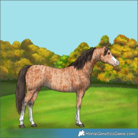 Horse Color:Bay  and Amber Champagne 