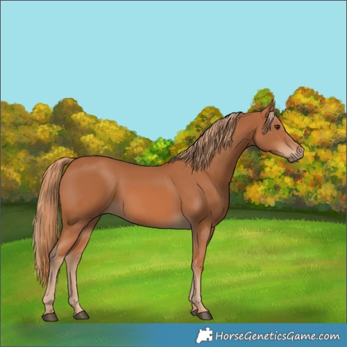 Horse Color:Chestnut 