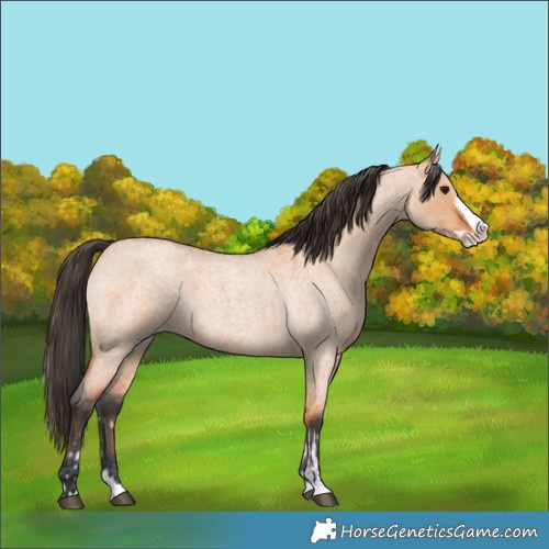 Horse Color:Bay Roan Dun Splash  and Bay Roan Dun Splash 