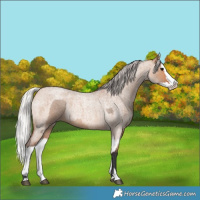 Horse Color:Bay Roan Dun Splash  and Silver Bay Roan Dun Splash 