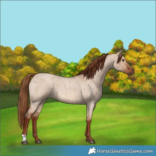 Horse Color:Red Dun Roan  and Red Dun Roan 