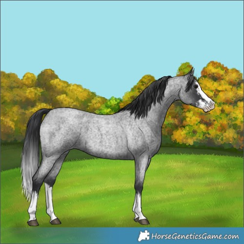 Horse Color:Blue Roan Splash  and Blue Roan Splash 