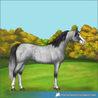 Horse Color:Blue Roan Splash and Blue Roan Splash