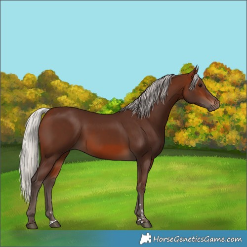 Horse Color:Silver Brown 