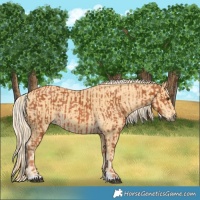 Horse Color:Chestnut  and Palomino 