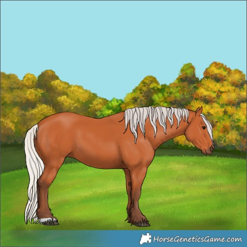 Horse Color:Silver Bay 