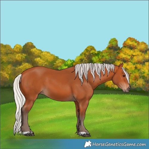 Horse Color:Silver Bay 
