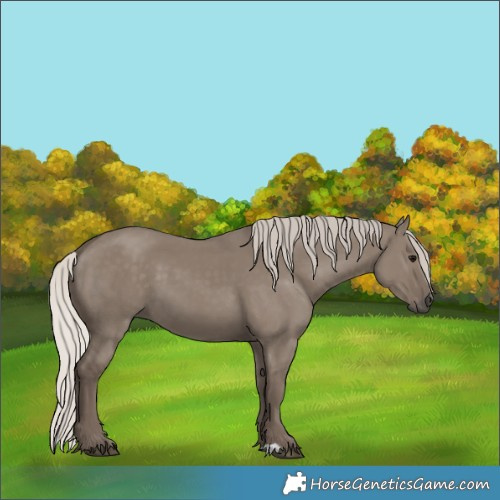 Horse Color:Silver Grullo 