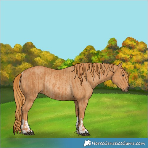 Horse Color:Chestnut  and Chestnut Rabicano 