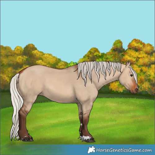Horse Color:Silver Bay Dun