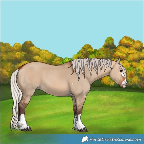 Horse Color:Silver Bay Dun and Silver Bay Dun