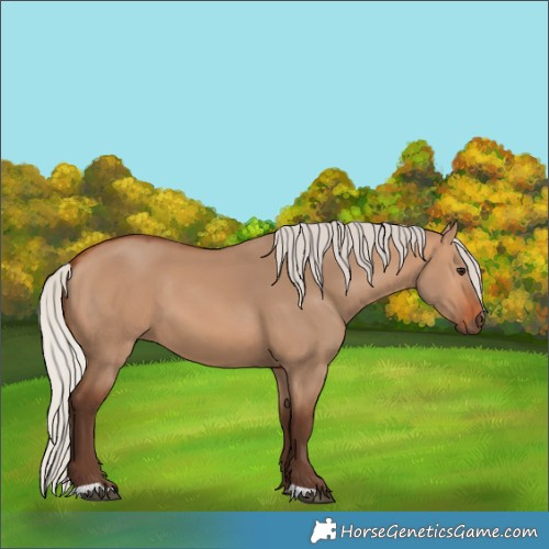 Horse Color:Silver Bay Dun 