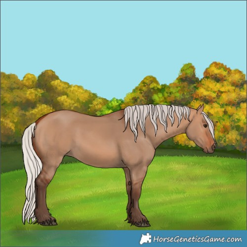 Horse Color:Silver Bay Dun 