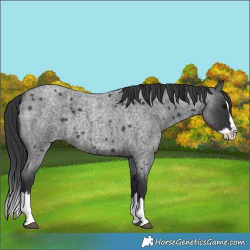 Horse Color:Blue Roan Splash 