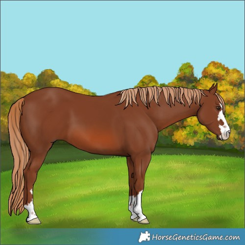 Horse Color:Chestnut 
