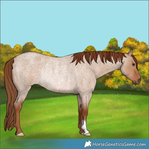 Horse Color:Red Dun Roan Rabicano 