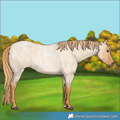Horse Color:Red Dun Roan 