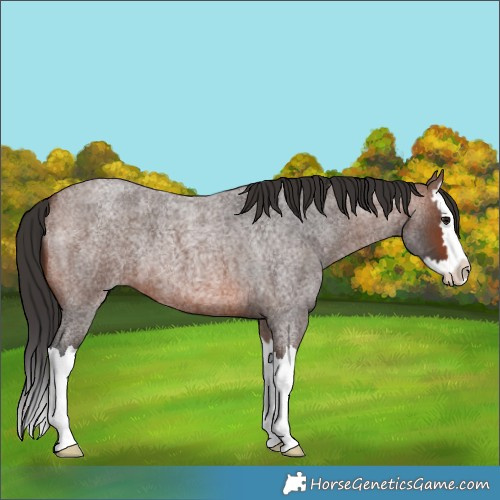 Horse Color:Brown Roan Splash 