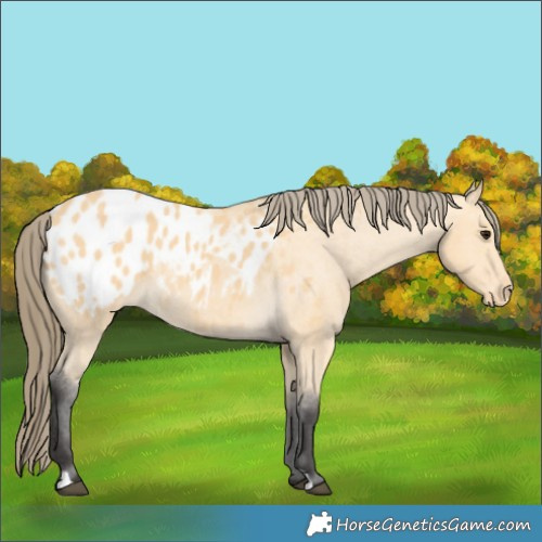 Horse Color:Buckskin Appaloosa 