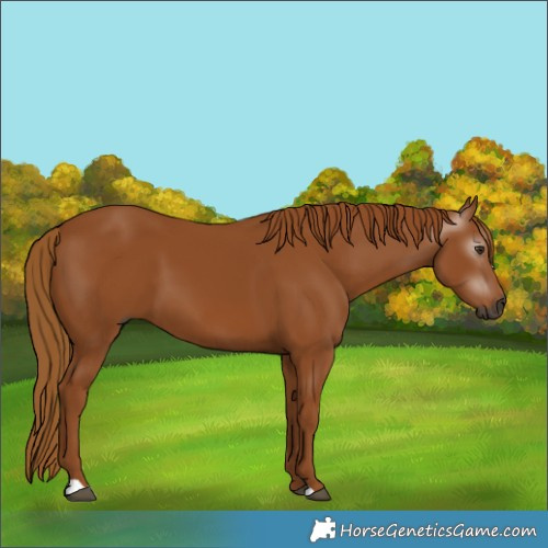 Horse Color:Gray Chestnut 