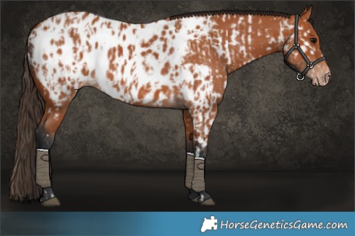 Horse Color:Bay Appaloosa  and Bay Appaloosa 