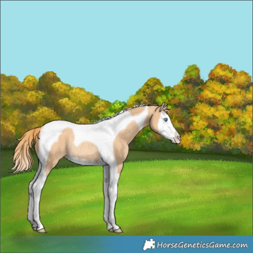 Horse Color:Gold Champagne Splash Tobiano Rabicano