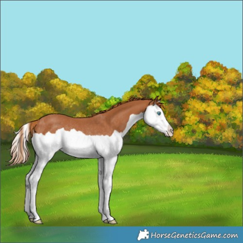 Horse Color:Chestnut Splash Rabicano