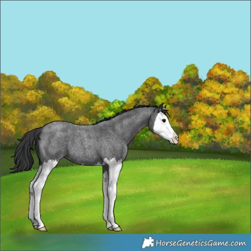 Horse Color:Blue Roan Splash