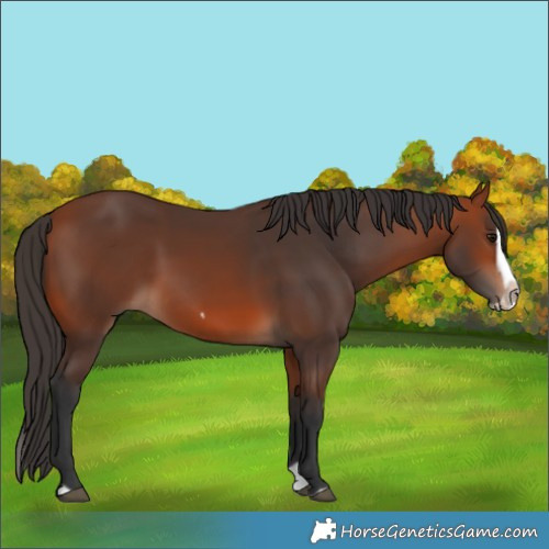 Horse Color:Bay Splash Frame Rabicano 