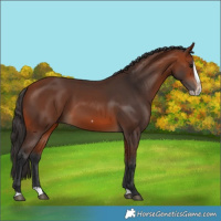 Horse Color:Bay Splash Frame Rabicano
