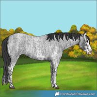 Horse Color:Blue Roan Sabino Splash and Blue Roan Sabino Splash