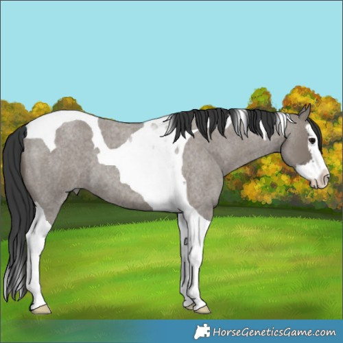 Horse Color:Grullo Roan Splash Tobiano