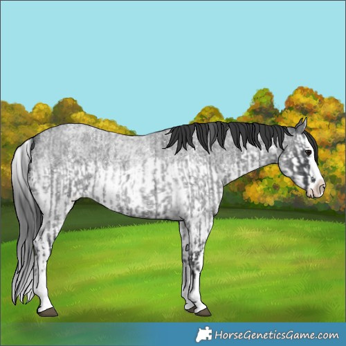 Horse Color:Blue Roan Sabino Splash  and Blue Roan Sabino Splash 