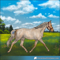 Horse Color:Palomino Roan 