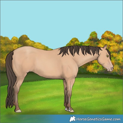 Horse Color:Amber Champagne 