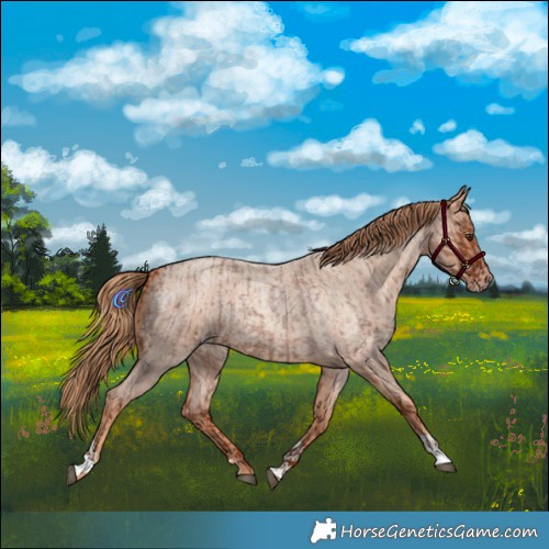 Horse Color:Red Roan  and Gold Champagne Roan 