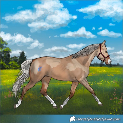 Horse Color:Silver Bay Dun  and Silver Bay Dun 
