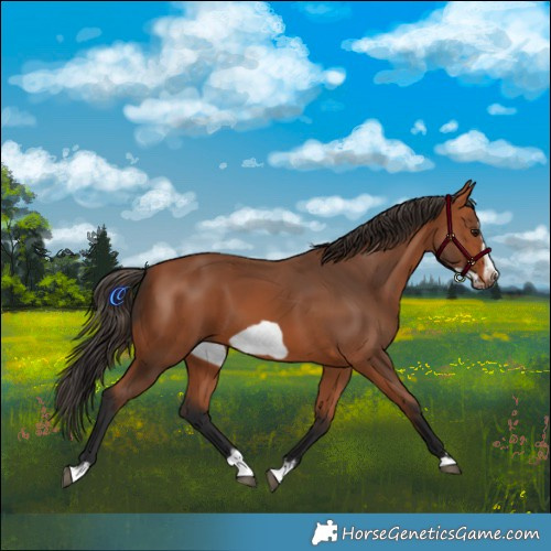 Horse Color:Bay Splash Frame