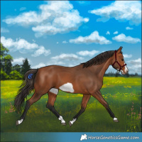 Horse Color:Bay Splash Frame