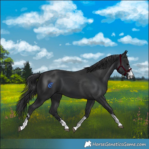 Horse Color:Black  and Black 