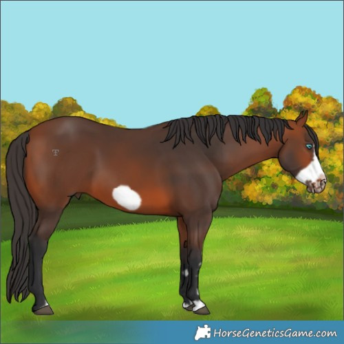 Horse Color:Bay Splash Frame Rabicano 