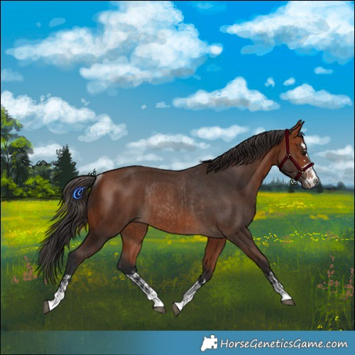 Horse Color:Bay  and Bay Rabicano 