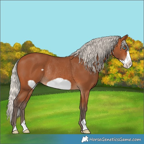 Horse Color:Silver Bay Frame Rabicano 