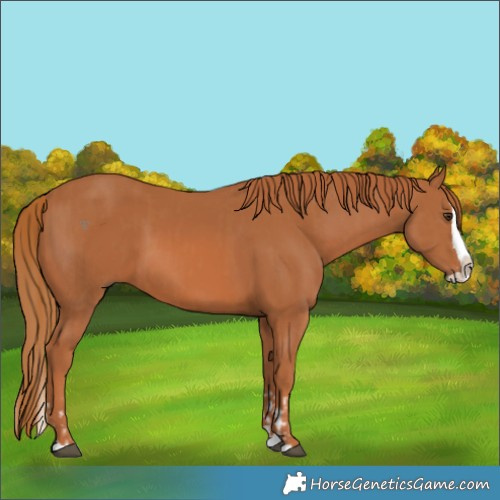 Horse Color:Chestnut Splash and Chestnut Splash Rabicano